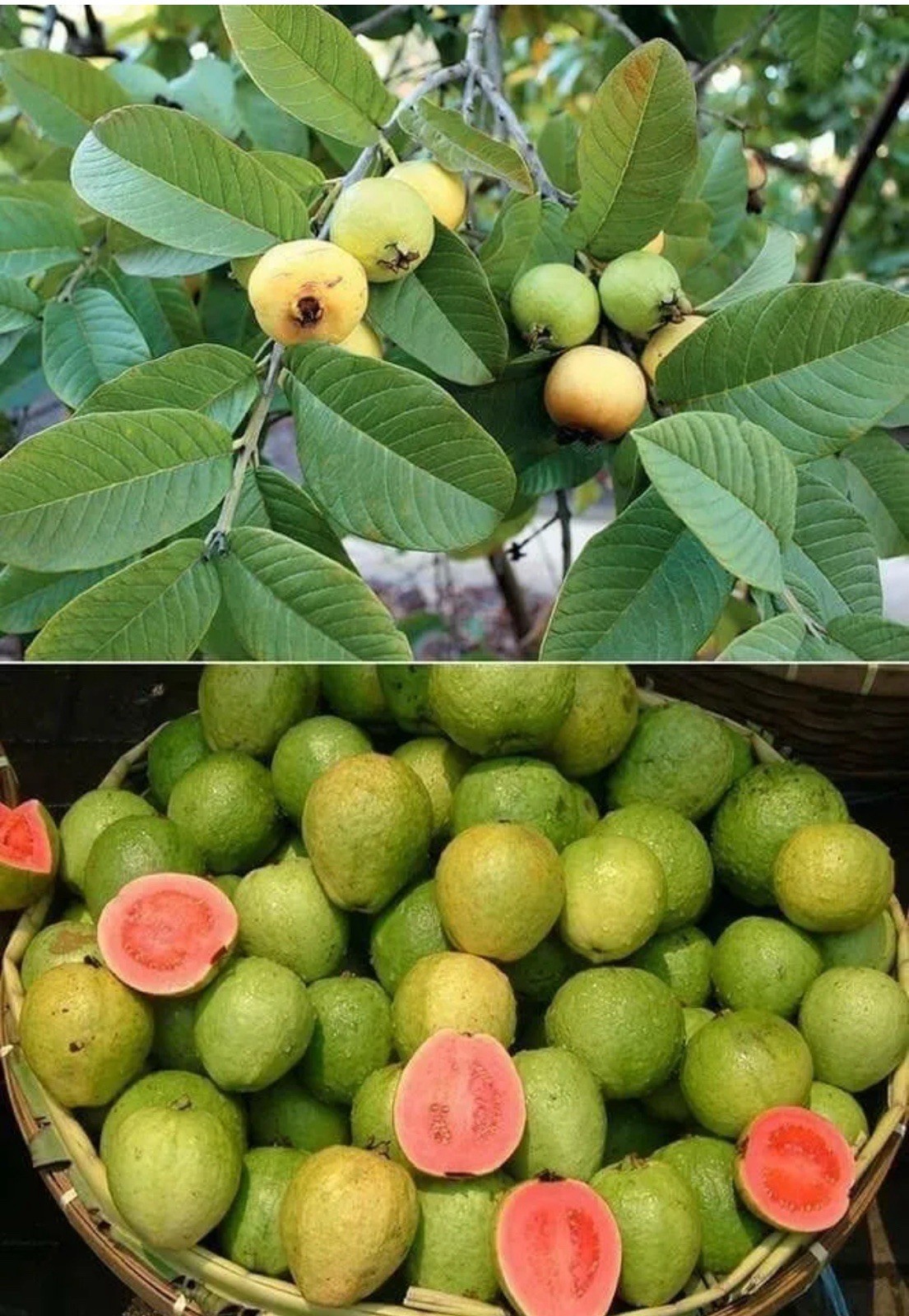 Tropical Guava Tree – Yellow Skin, Pink Inside – 4-6” Seedling – Psidium Guajava gallery