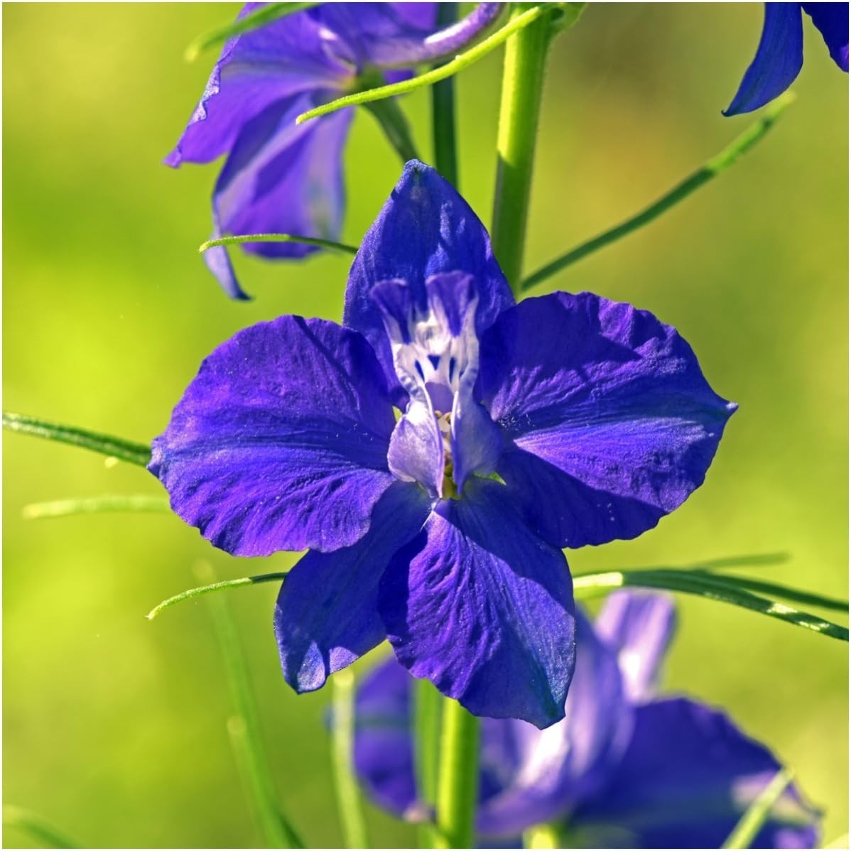 Deer Resistant Wildflower Seed Mix 2 Ounce 30,000+ Seeds 22 Species gallery