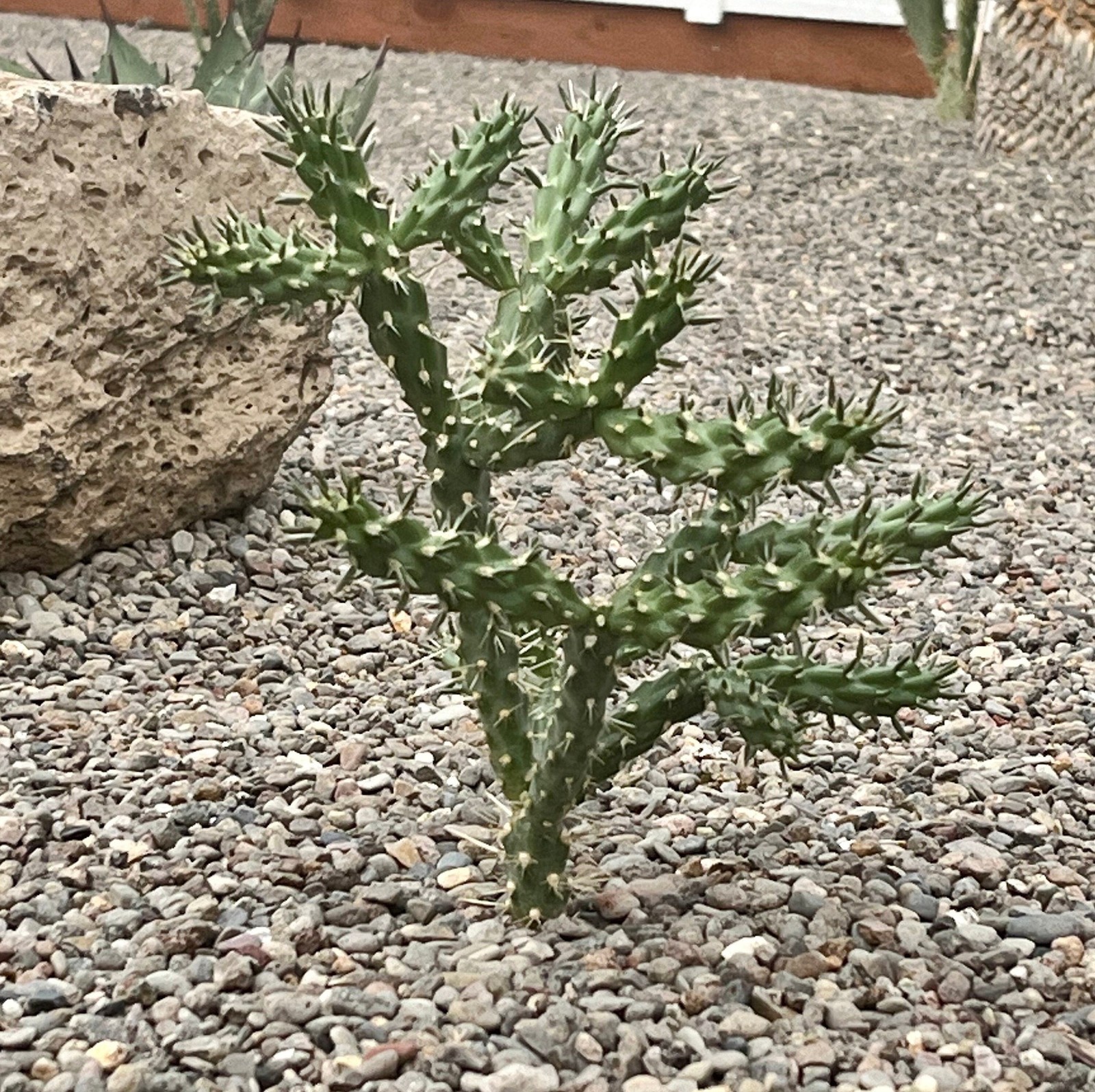Cholla Cactus 'Santa Fe' (Cylindropuntia viridiflora) COLD HARDY gallery