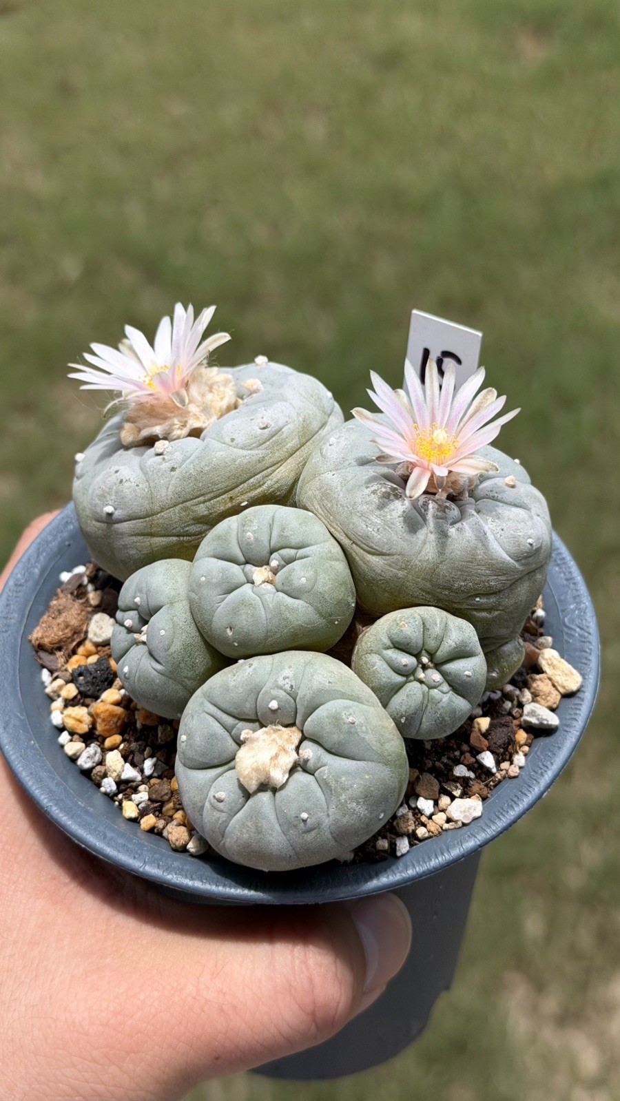 Ariocarpus Rare cactus succulents copiapoa 3live plant seed grown #15 gallery