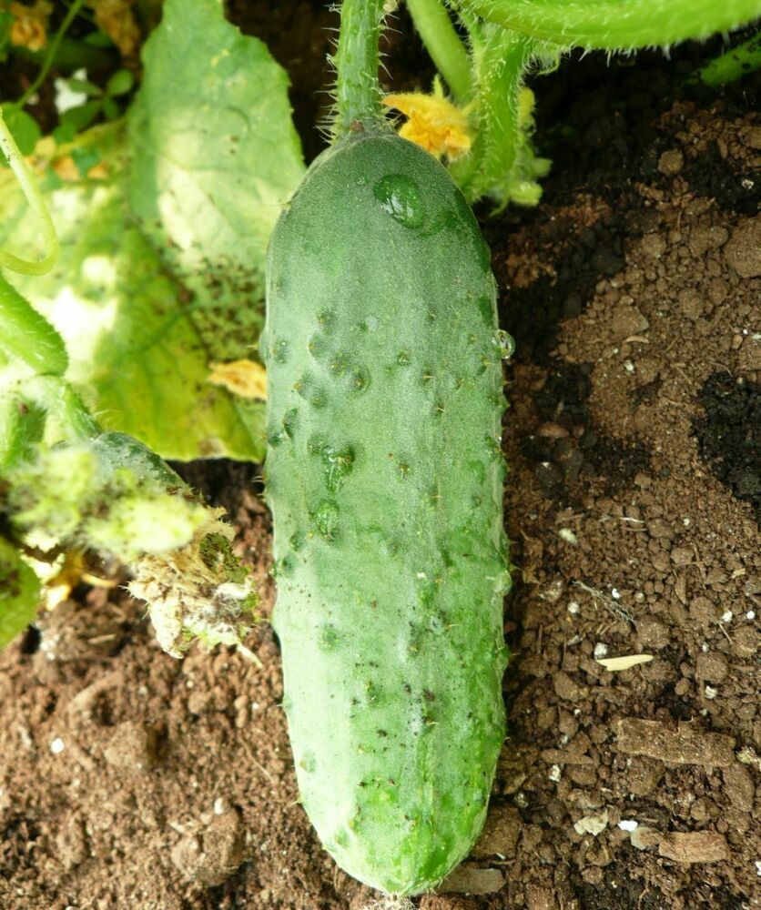 Cucumber Seeds Calypso 50+ Vegetable Garden NON-GMO USA FREE SHIPPING PICKLING gallery