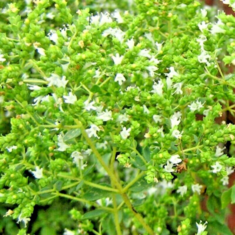 2000+ OREGANO SEEDS HERB PERENNIAL GREENS GREEK FRESH MEDICINAL NON-GMO HEIRLOOM gallery