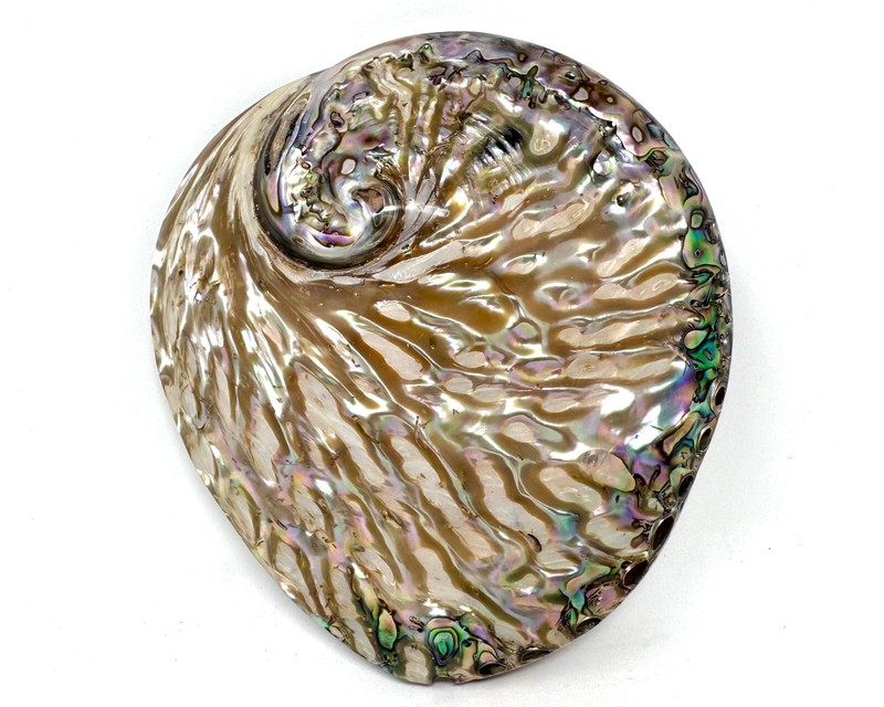Polished Light Abalone Shells - Natural LARGE Iridescent Shells - Choose Size gallery