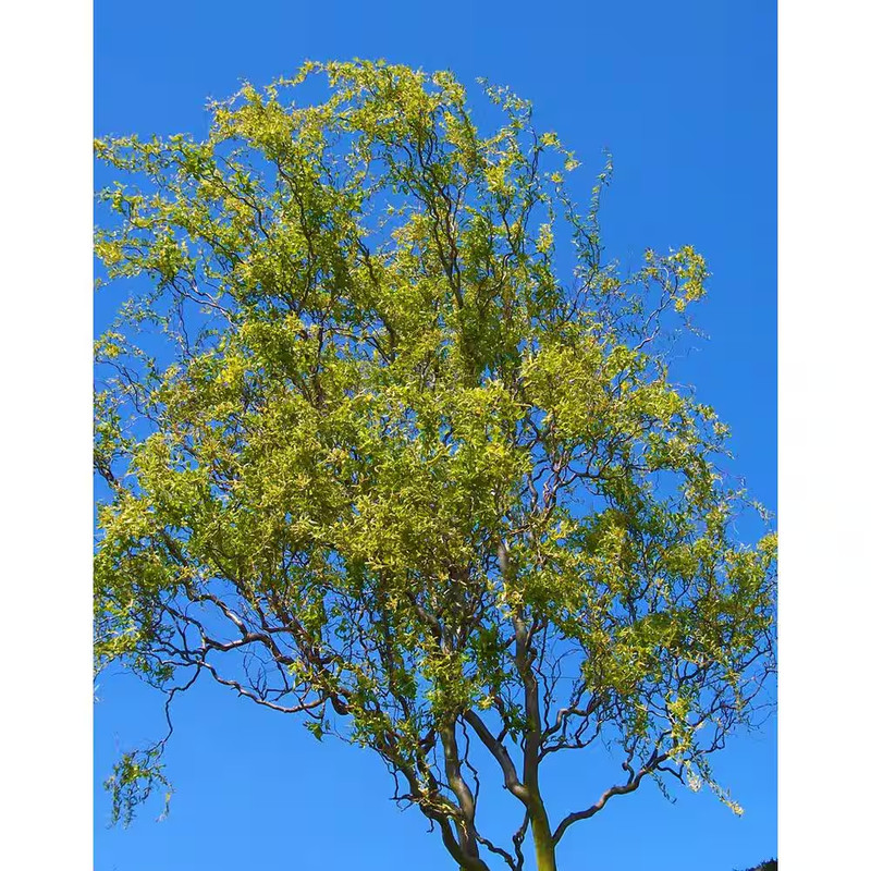 3 Ft. - 4 Ft. Tall Bare-Root Corkscrew Willow Tree gallery