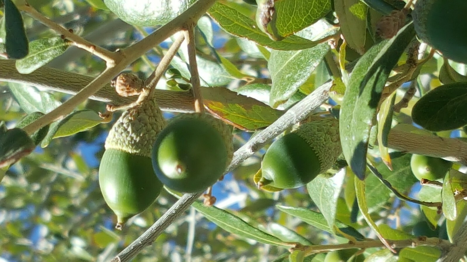 30 - QUERCUS VIRGINIANA, SOUTHERN LIVE OAK, DECEMBER 2024 ACORNS gallery