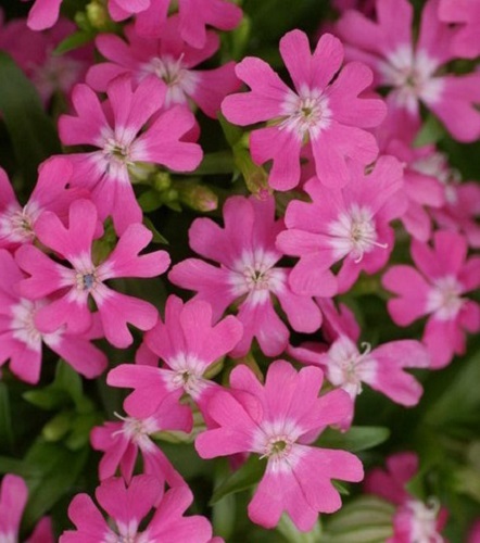 Catchfly Seeds Nodding Catchfly Triumph 500 Seeds Silene Pendula Triumph gallery