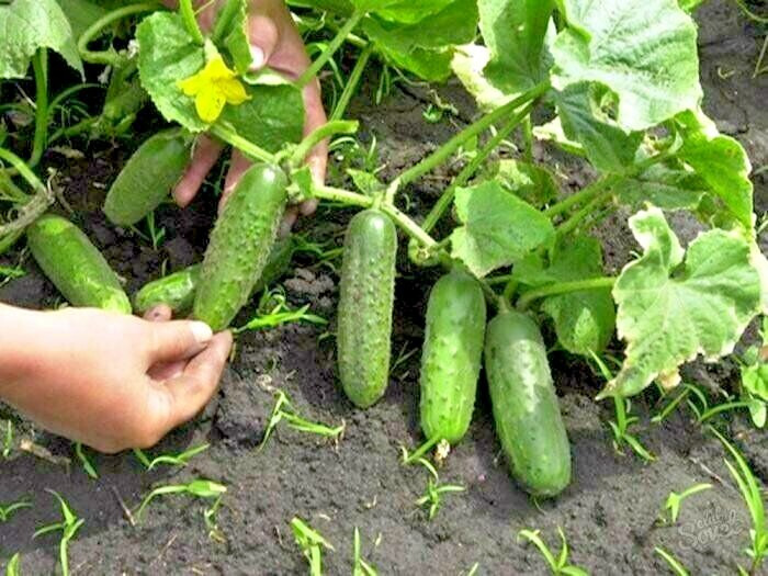 Seeds Cucumber Vegetable Nezhinsky 12 Organic Heirloom NON-GMO Ukraine gallery
