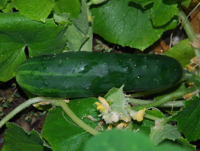 Long Green Improved Cucumber Seeds 50+ Vegetable Garden NON-GMO USA FREE S&H gallery