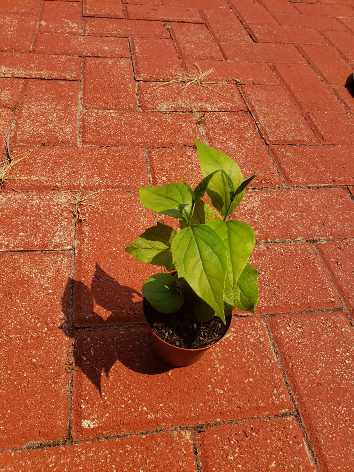 Parijat Harshinger Night Jasmine Live plant Healthy Roots-US seller-Free Shippin gallery