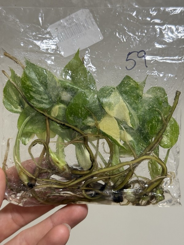 6 Variegated Monstera Thai Constellation TC Bag gallery