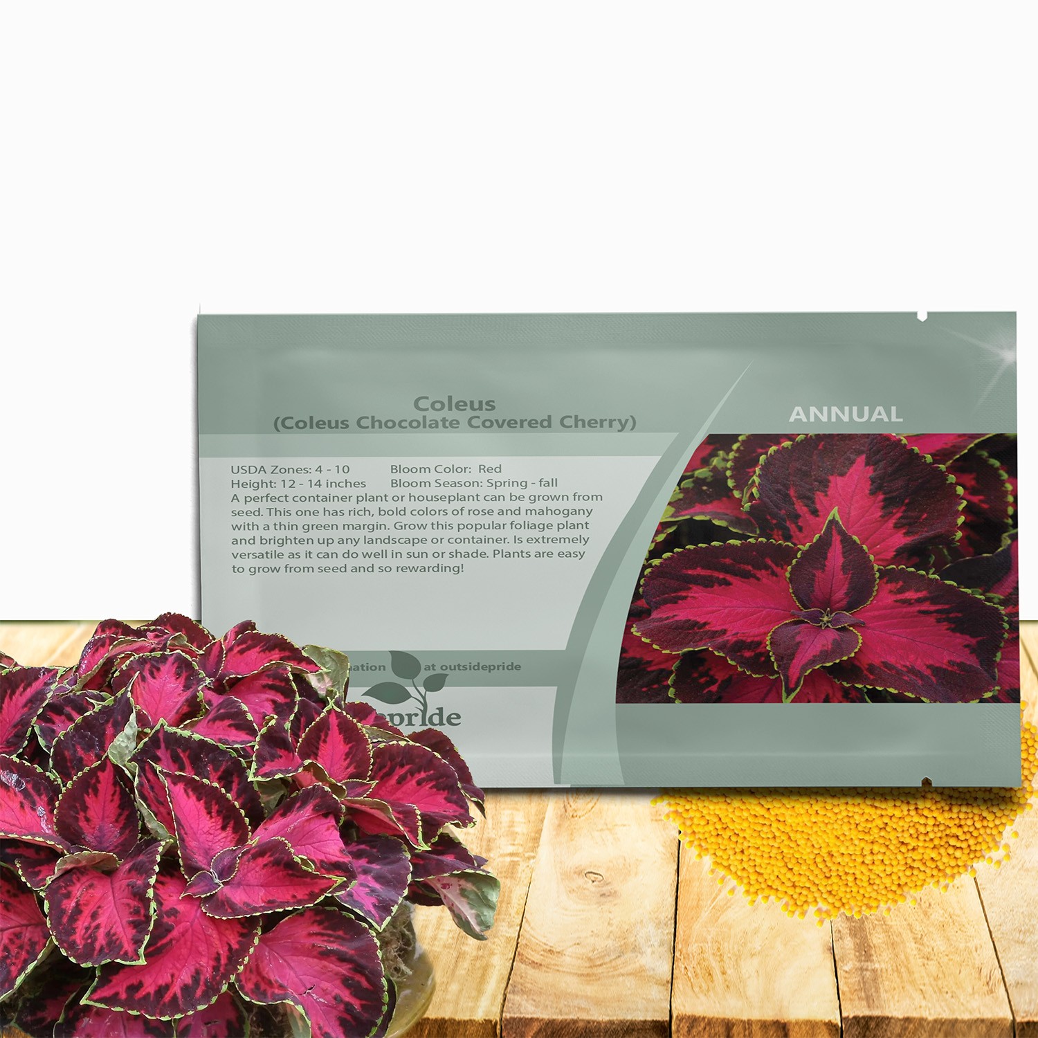 10 Seeds Chocolate Covered Cherry Coleus Seeds - Coleus For Sun or Shade gallery