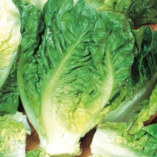 Little Gem Lettuce Seeds | Heirloom / Non-GMO | Free Shipping | Seed Store 1107 gallery
