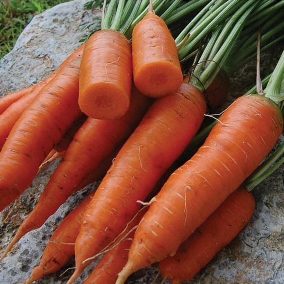 Chantenay Red Core Carrot Seeds, Beta Carotene, Vitamin A, NON-GMO, FREE SHIP gallery