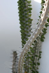 • Alluaudia Procera — Madagascar Ocotillo — NOT SEEDS! : HEALTHY LIVE PLANTS