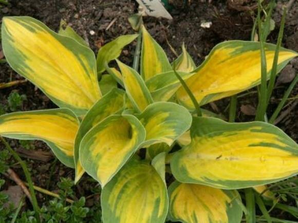 hosta ORANGE MARMALADE medium new colorful 2.5" pot = 1 Live Potted Plant gallery