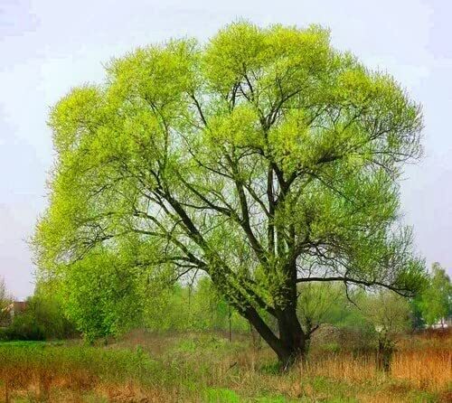 6 Black Willow Trees Cuttings - Easy to Grow - Very Attractive and Fast Growing gallery