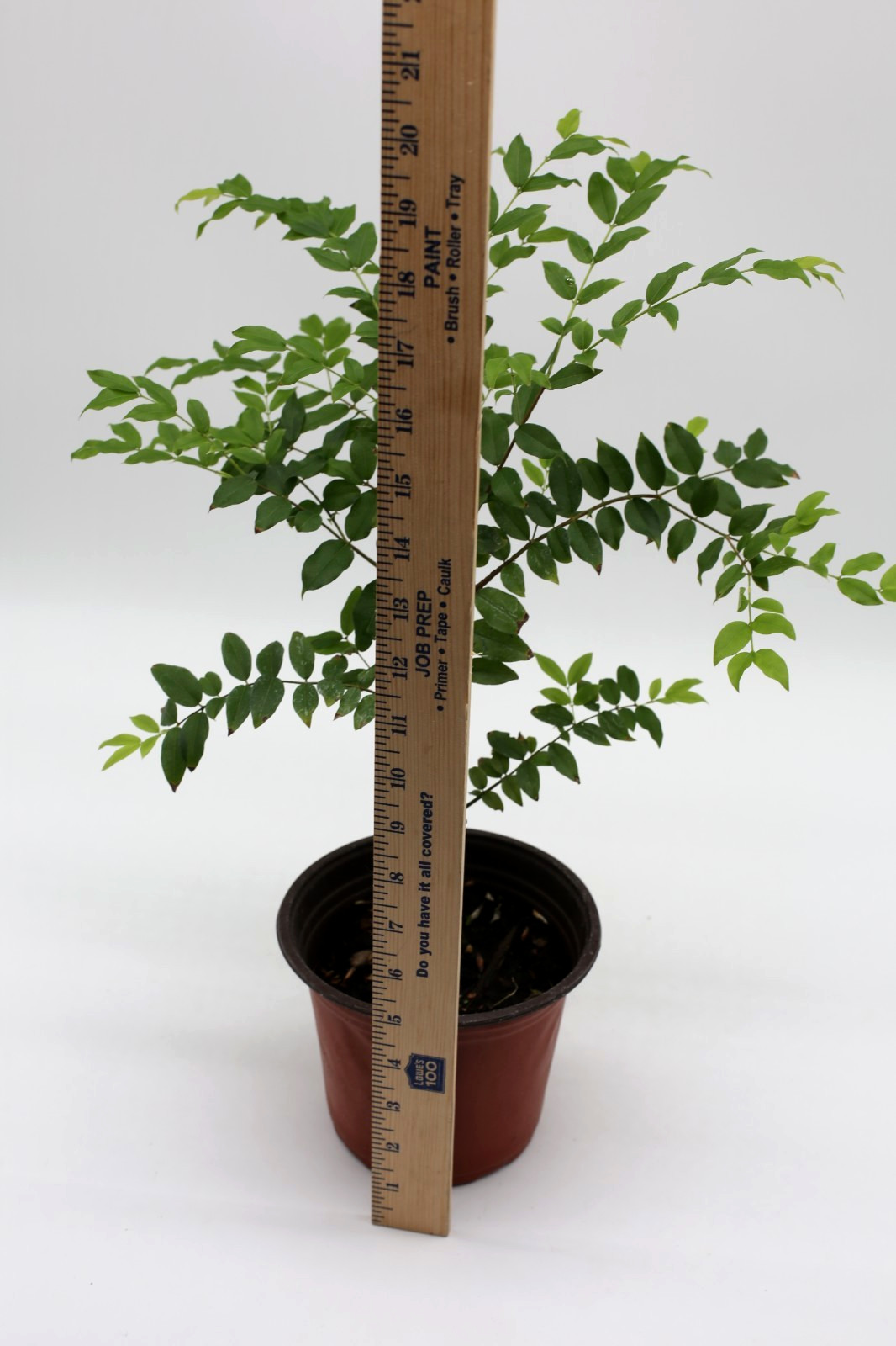 Jaboticaba "Sabara" live tree Brazilian grape gallery