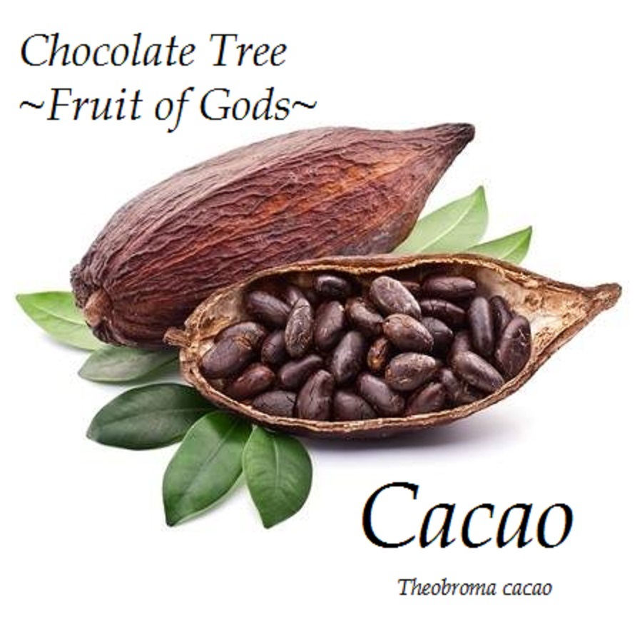 ~CACAO~ 3-4ft Cocoa healthy Chocolate Tree Tropical Fruit LARGE POT'D plant gallery