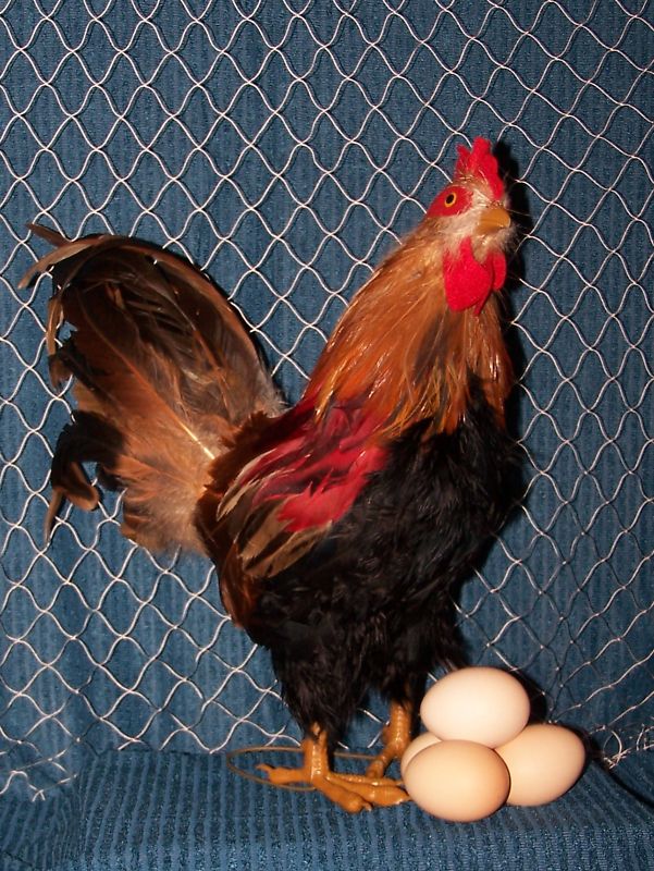 35' x 16' QUAIL NET POULTRY NETS GAME BIRD 45 LB. TEST CHICKEN NETTING 1" #208 gallery
