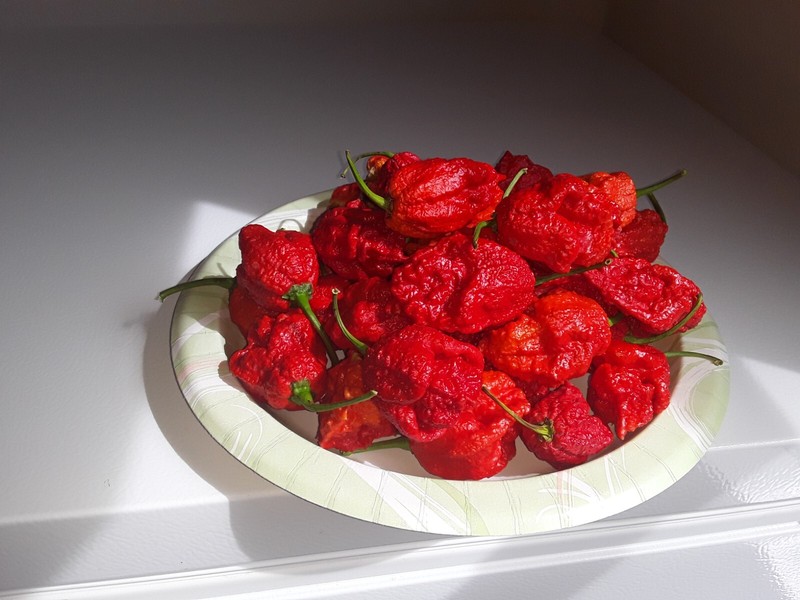 50+ Authentic Red Apocalypse Scorpion Pepper Seeds World’s hottest pepper. gallery