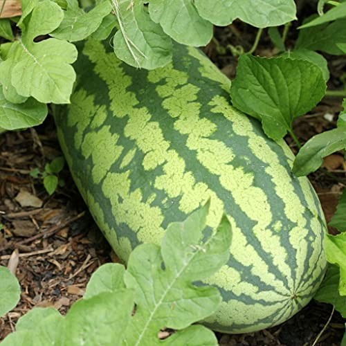 Generic 50 Congo Watermelon Seeds for Planting Heirloom and Non GMO 7 Grams of gallery