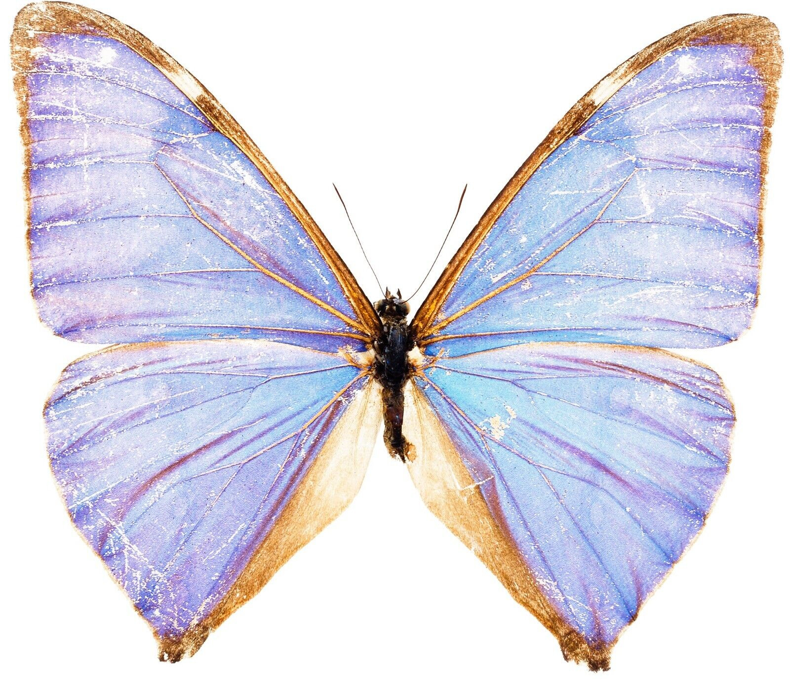 Light Blue Butterfly Sticker Decal gallery