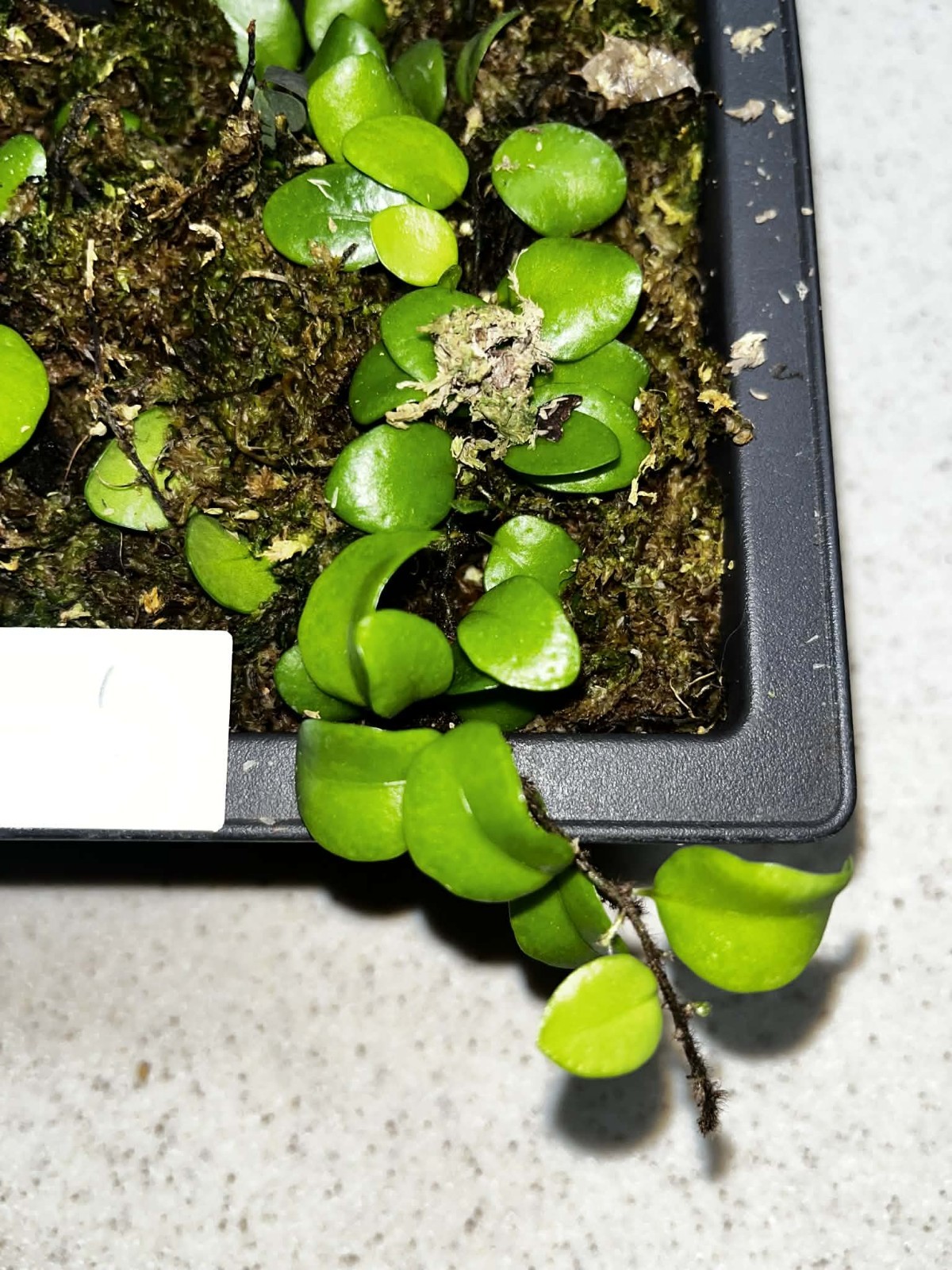Lemmaphyllum microphyllum(Green Penny Fern) 4×6 Bonsai Pot Rare gallery