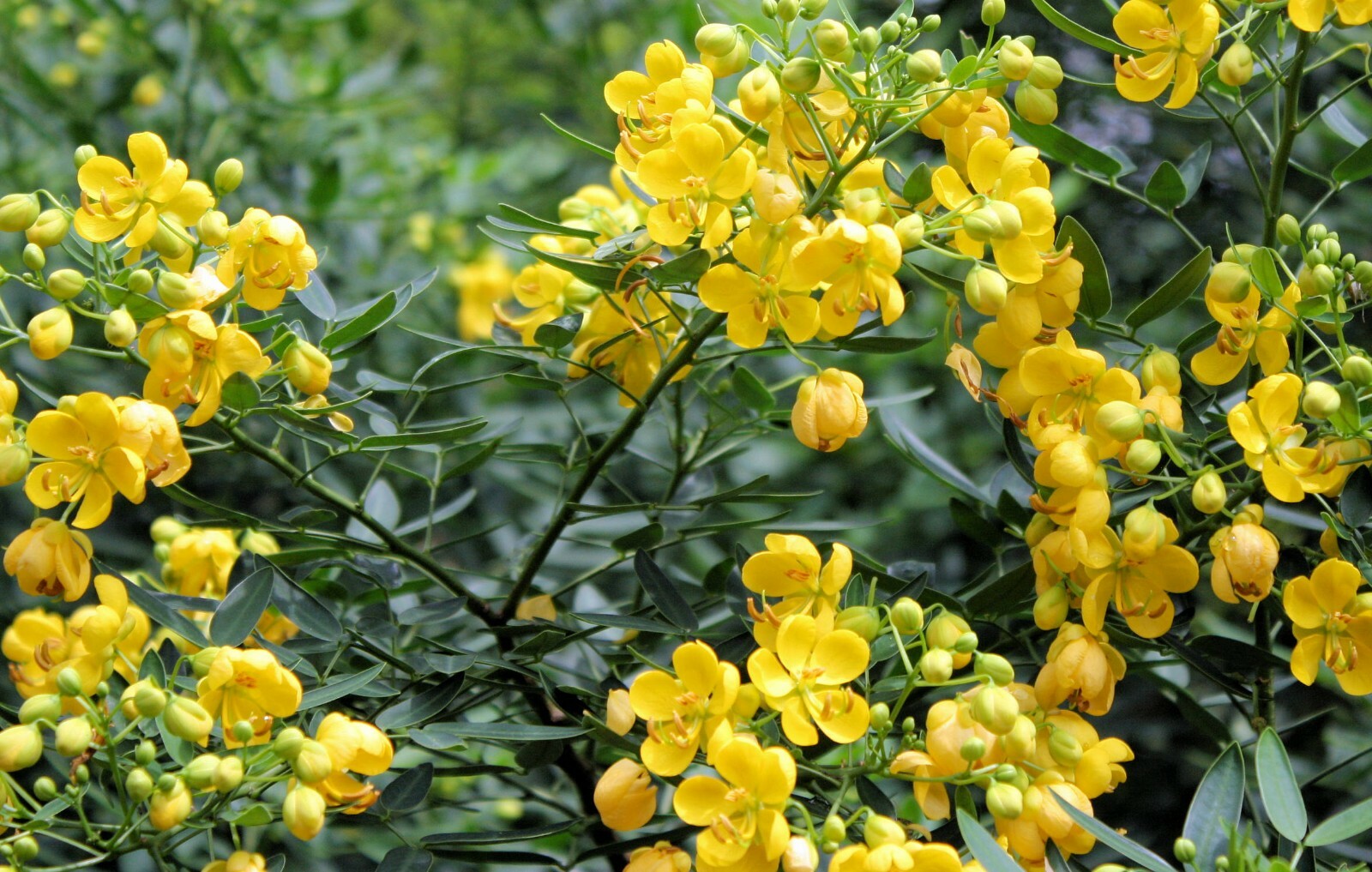 Cassia tora Wild Sensitive Plant Seeds- - 10 Seed Pack gallery