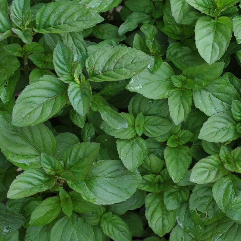 Unique Mint gallery