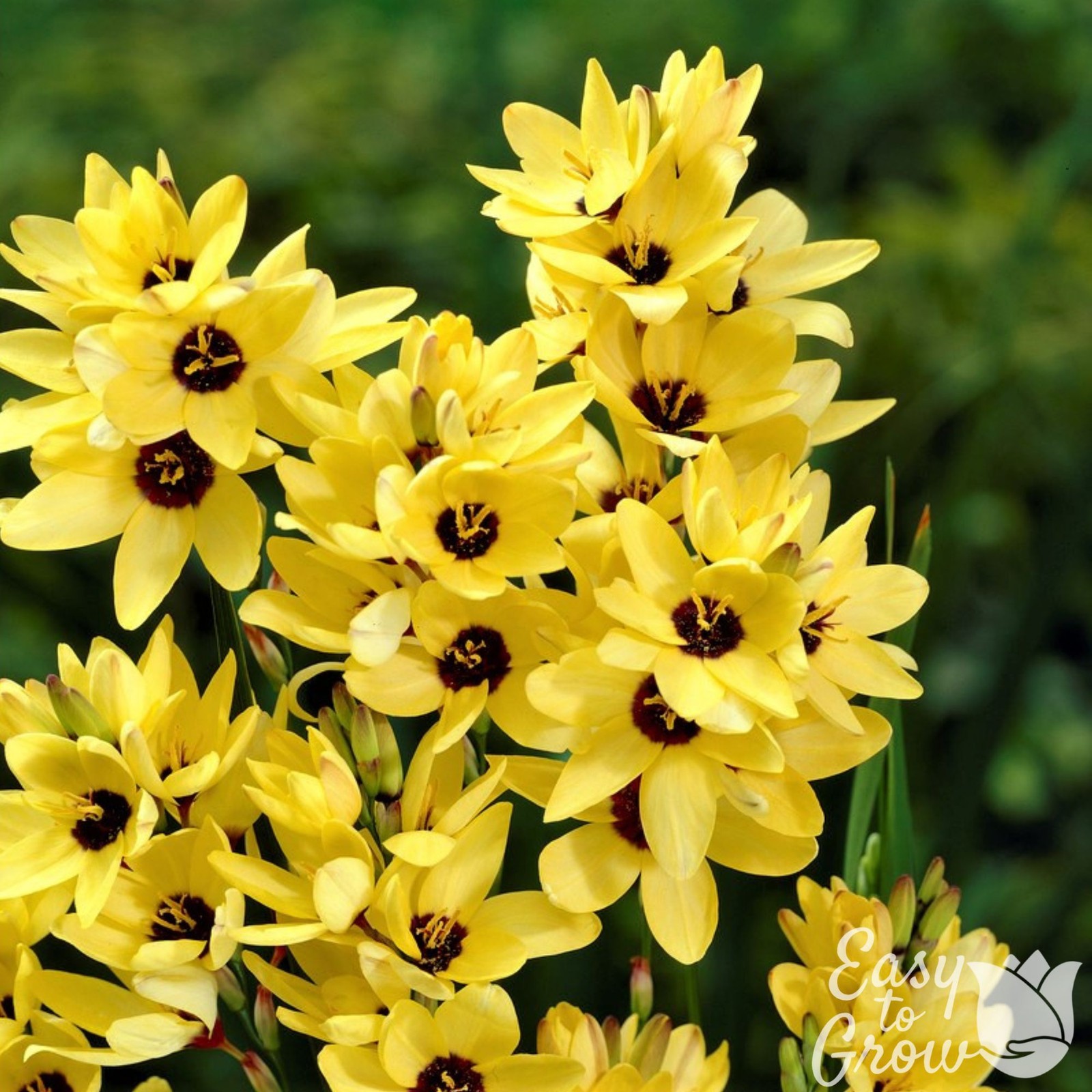 Ixia Yellow Emperor 20 Flower Bulbs - Summer Yellow Blooms in Sun gallery