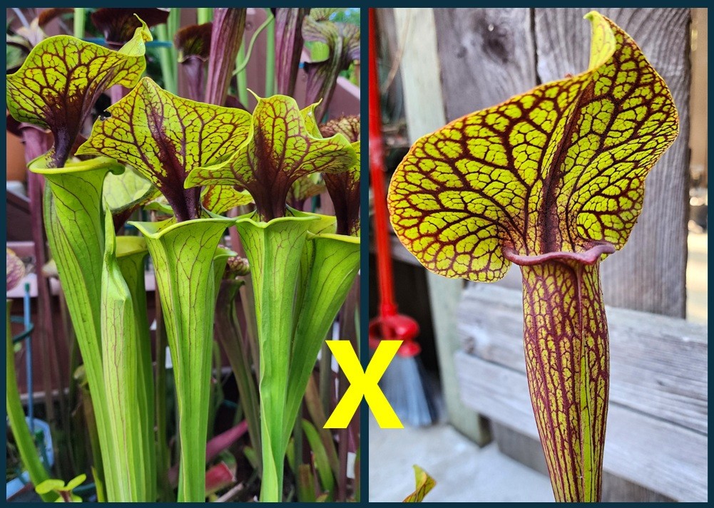 2025 SARRACENIA SEEDS: FLAVA ACID VIPER X KING COBRA [CARNIVOROUS PLANT SEED] gallery