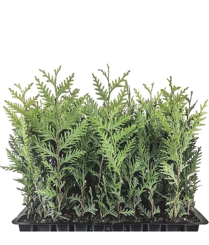 10 Emerald Green Arborvitae Starter Plant - Thuja occidentalis gallery