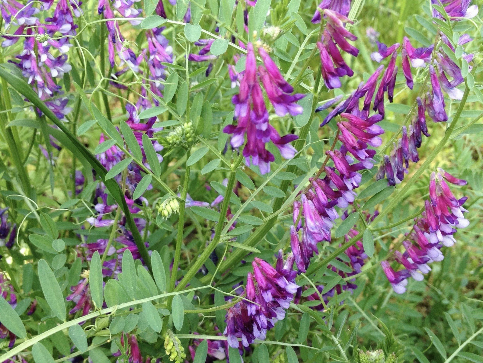 100 Hairy Vetch Seeds | Pollinator Flower Garden Seed for Bees & Butterflies gallery