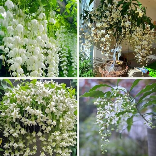 Climbing Weeping Jasmine Seeds for Planting, 100pcs Perennial Fragrant gallery