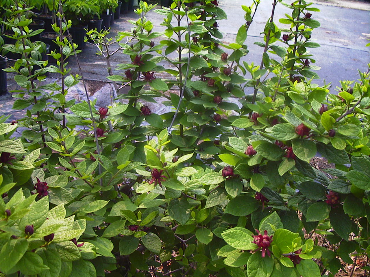 Carolina Allspice, Calycanthus floridus, Shrub Seeds gallery