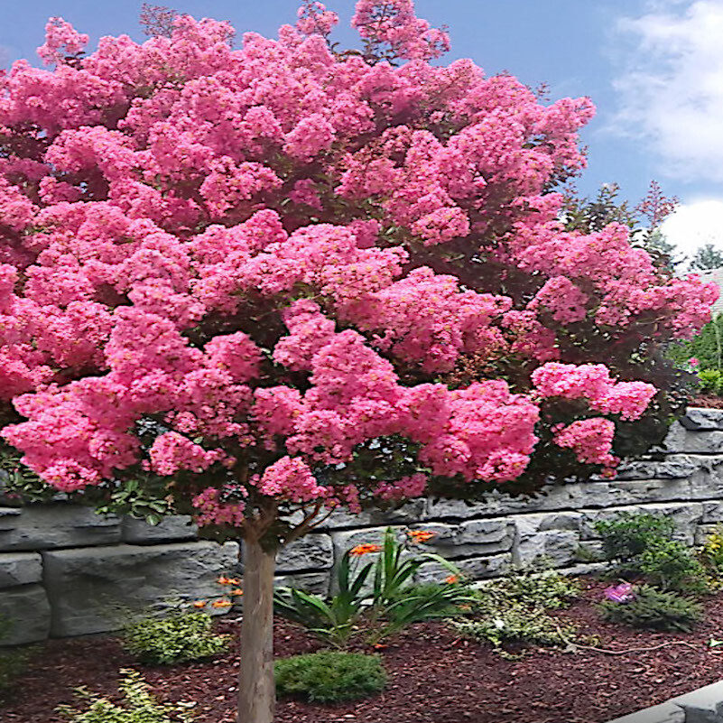 CRAPE MYRTLE TREE SEEDS Crepe (Lagerstroemia Indica) Fast Lilac Flower Plant gallery