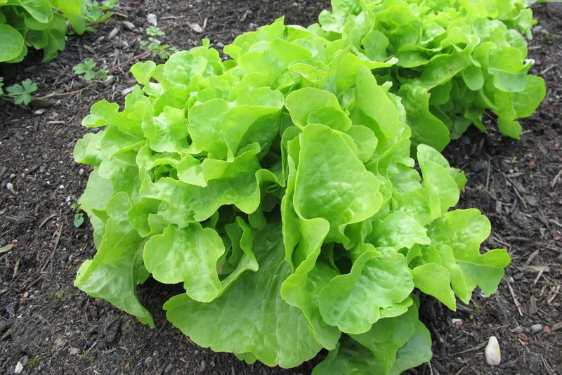 500+ Oakleaf Leaf Lettuce Seeds ---- Heirloom -- Organic -- NON GMO ----- Fresh gallery