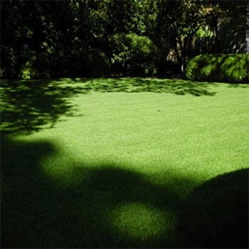 5 LBS - OptiGrowth Coated Poa Supina Grass Seed Blend - Shade Grass Seed gallery