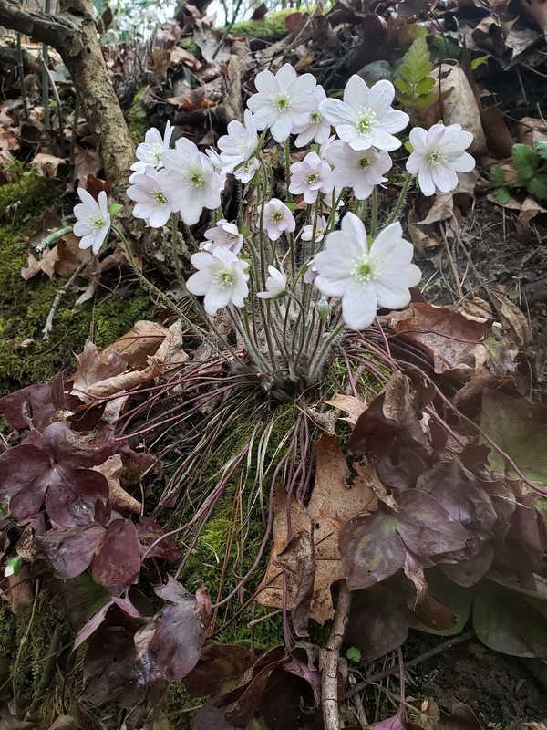 Hepatica (Anemone hepatica) | Bare-root gallery