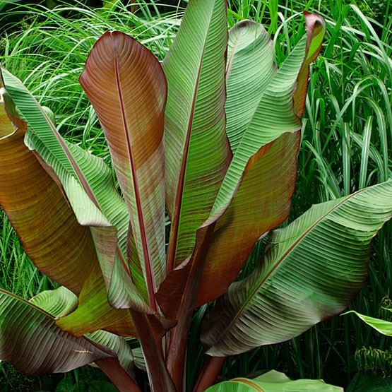 Ensete Maurelii - Red Abyssinian Banana - 12-14 Inches tall gallery