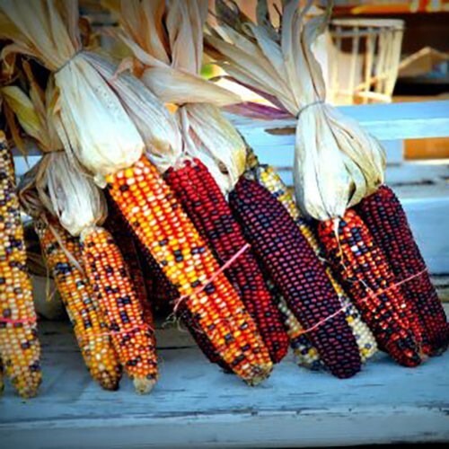 500+ Indian Corn Seeds - Heirloom - NON GMO - FRESH gallery