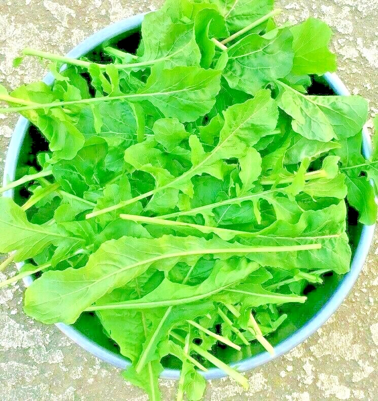 2000+ ARUGULA SEEDS FALL VEGETABLE GARDEN SALAD GREENS HERBS MICROGREENS NON-GMO gallery