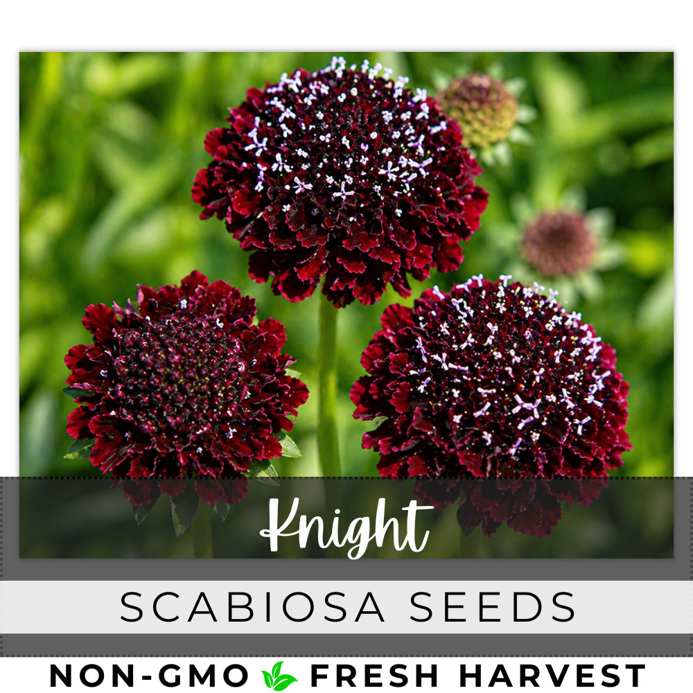 Knight Scabiosa Seeds 75+ Seeds Mum Flower, Flower Seeds, Annual gallery
