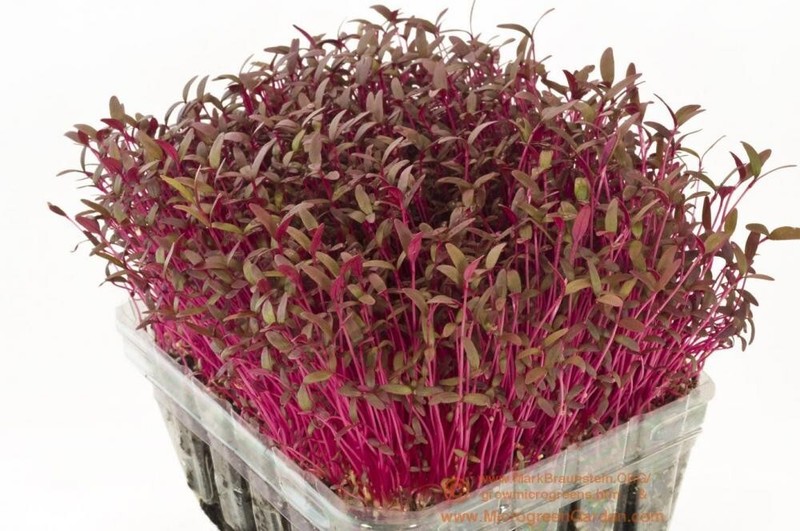 Red Garnet Amaranth MICROGREEN Herb Sprouting Seeds | Non-GMO Garden Seeds gallery