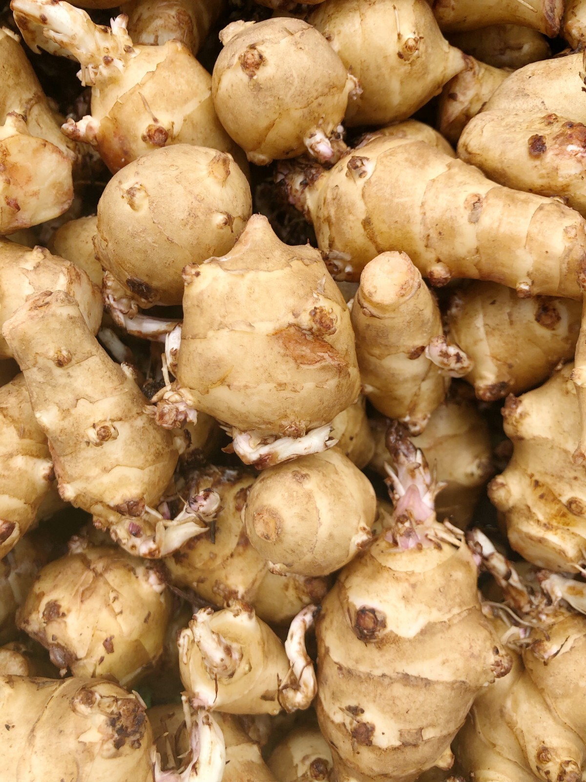 Sprouting Jerusalem Artichoke/Sunchoke - Individual Tubers For Planting gallery