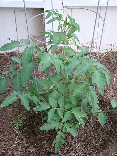 Franks Large Red heirloom tomato seeds non-gmo open pollinated ONE OF MY BEST! gallery