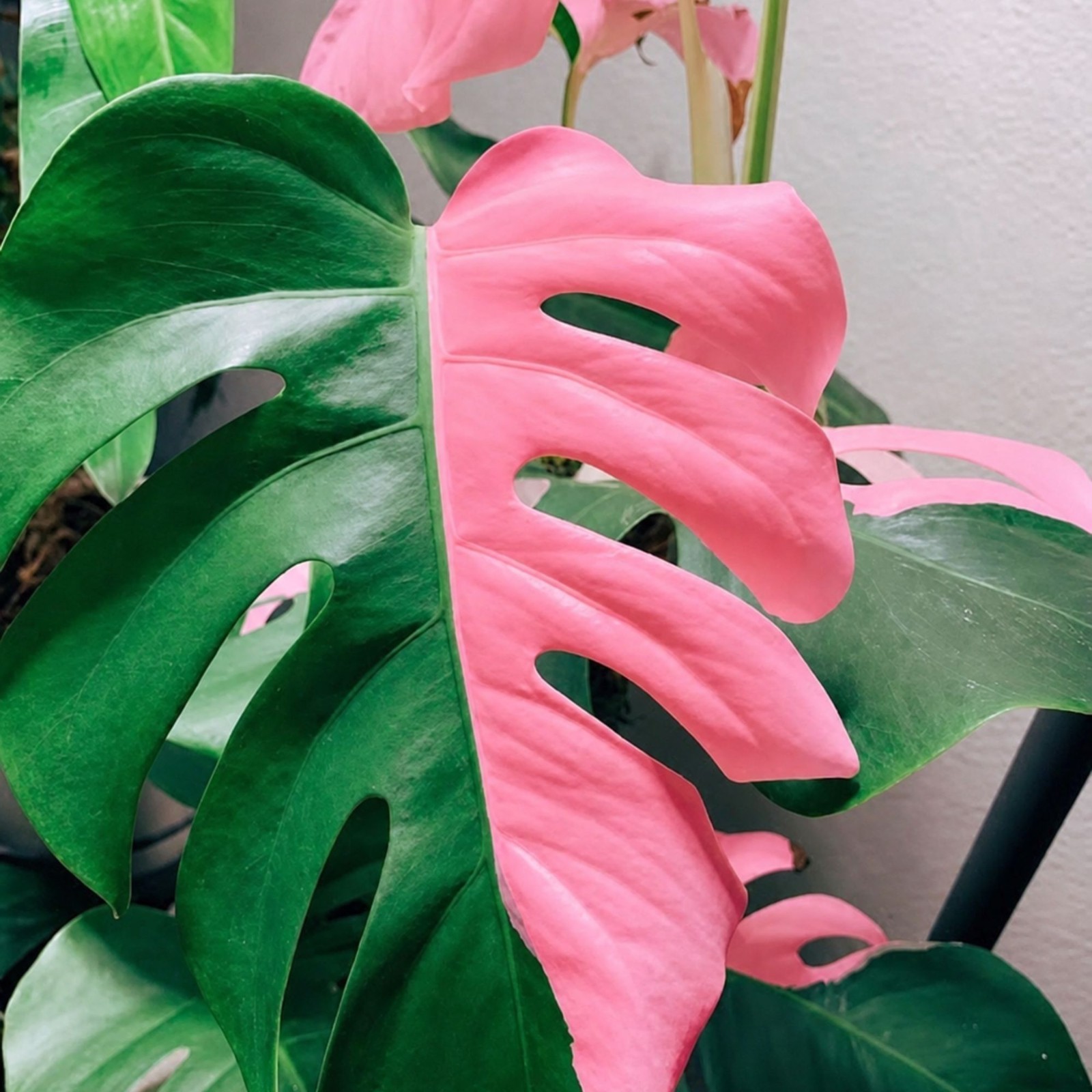 Monstera Pink Half Moon Rare Live Variegated Starter Plant Cuttings Houseplant gallery