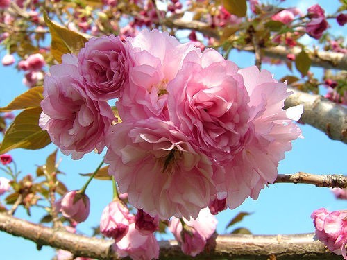 Kwanzan Flowering Cherry 2 trees