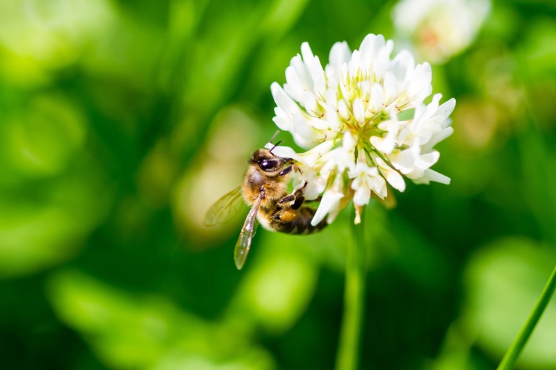2000 MICROCLOVER Dwarf Miniature Trifolium Repens White Flower Clover Lawn Seeds gallery
