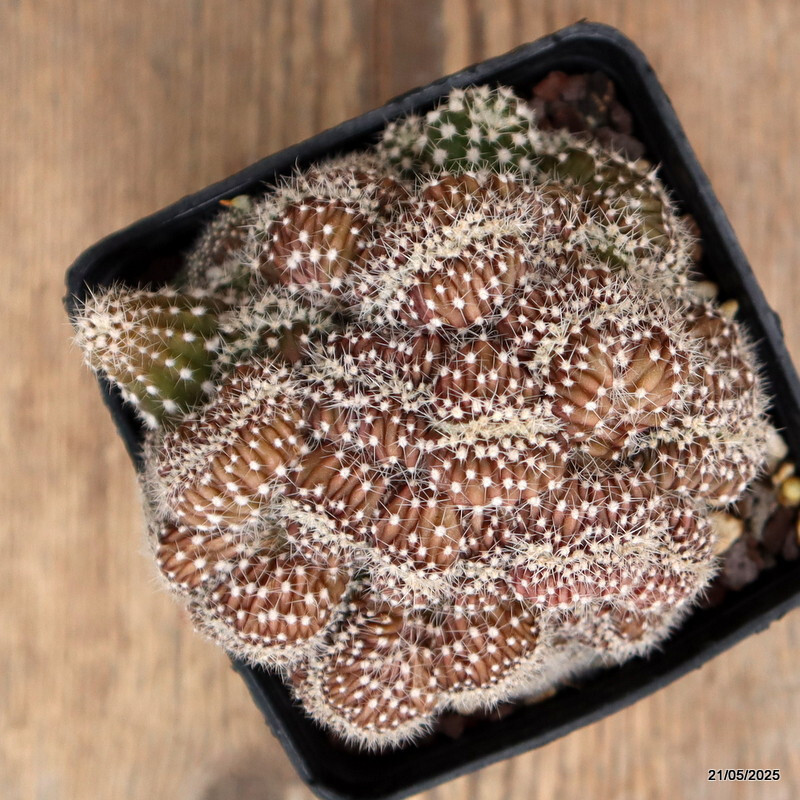 D4271 ECHINOPSIS DENUDATA CRESTED pot9-H8-W14 cm MaMa Cactus gallery
